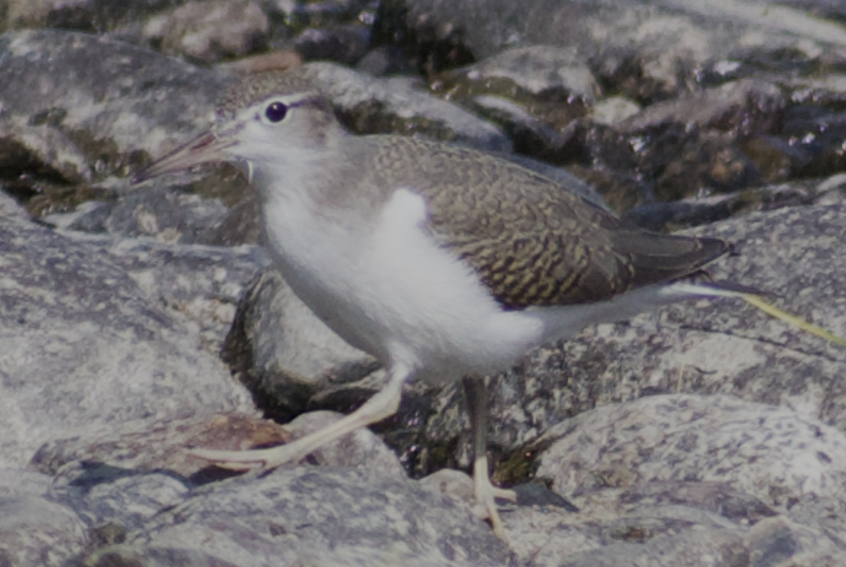 Spotted Sandpiper - ML611712252