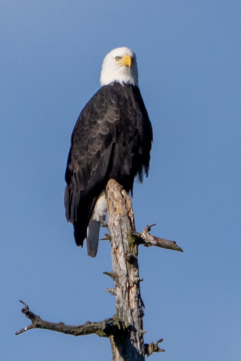 Bald Eagle - ML611712272