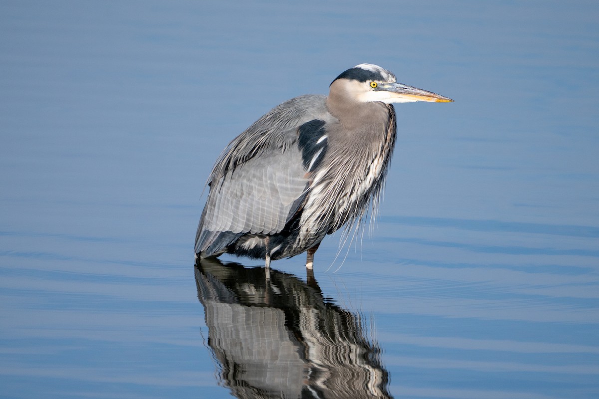 Great Blue Heron - Vince Von