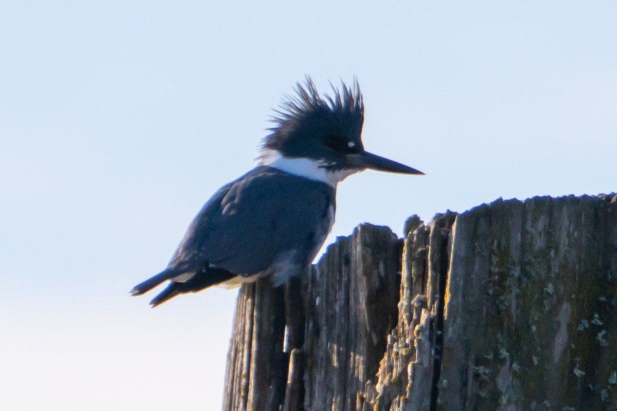 Belted Kingfisher - Vince Von