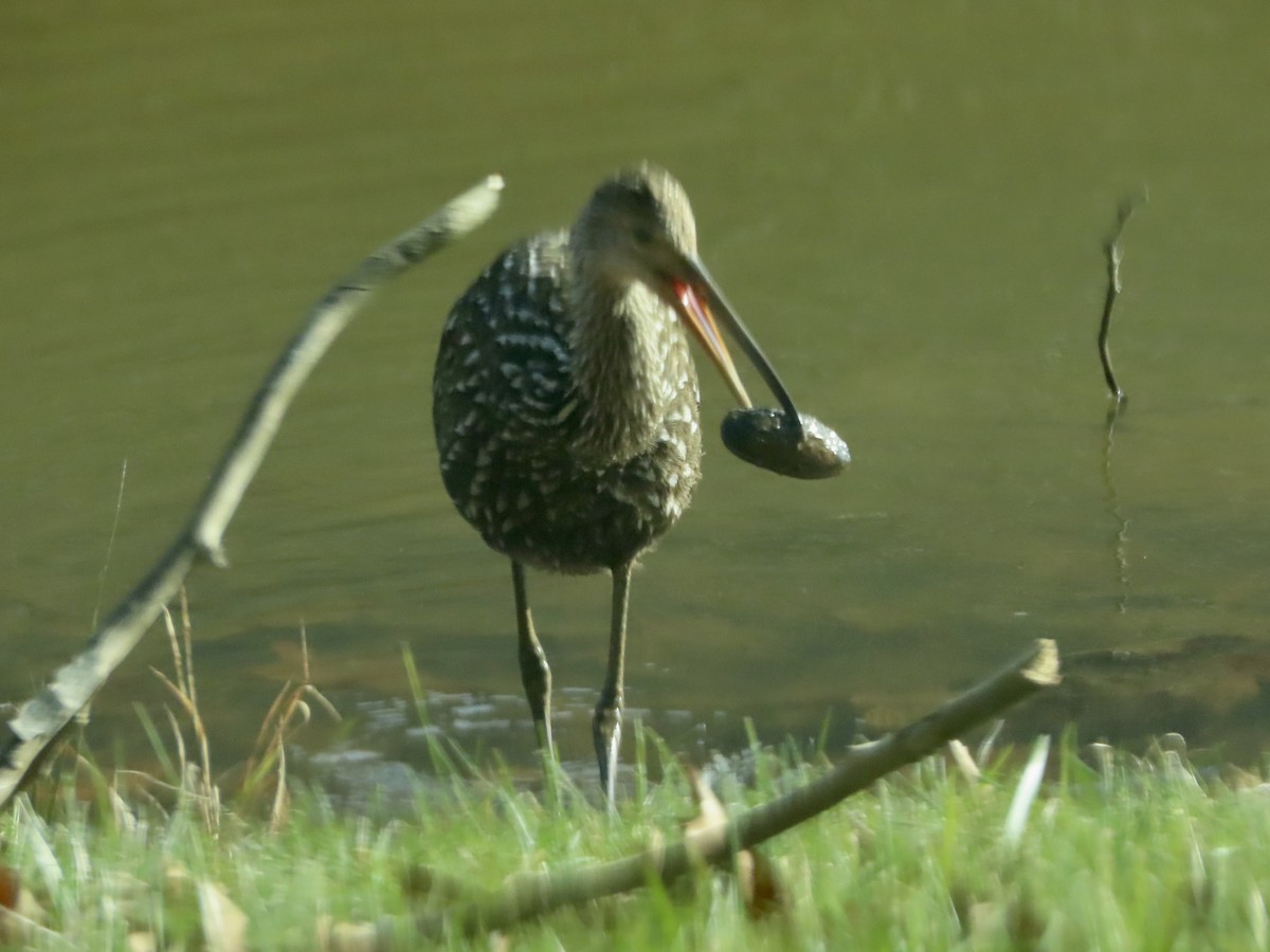 Limpkin - ML611712314