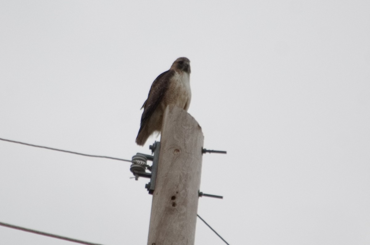 Red-tailed Hawk - ML611712343
