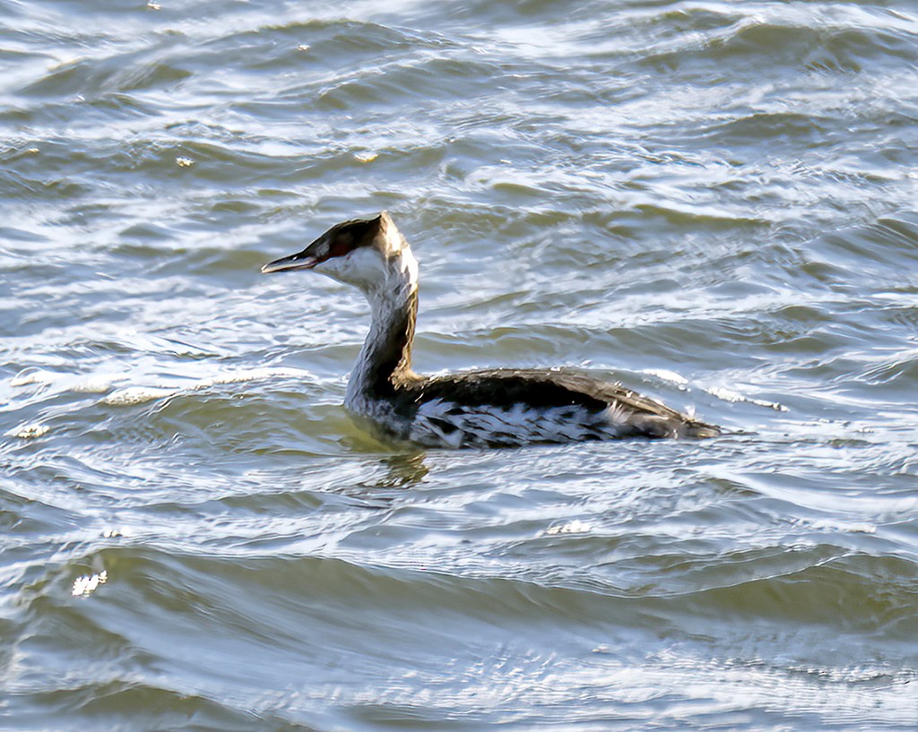 Horned Grebe - Felipe Pimentel