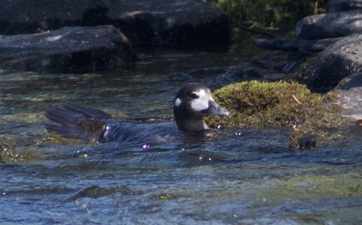 Harlequin Duck - ML611712397