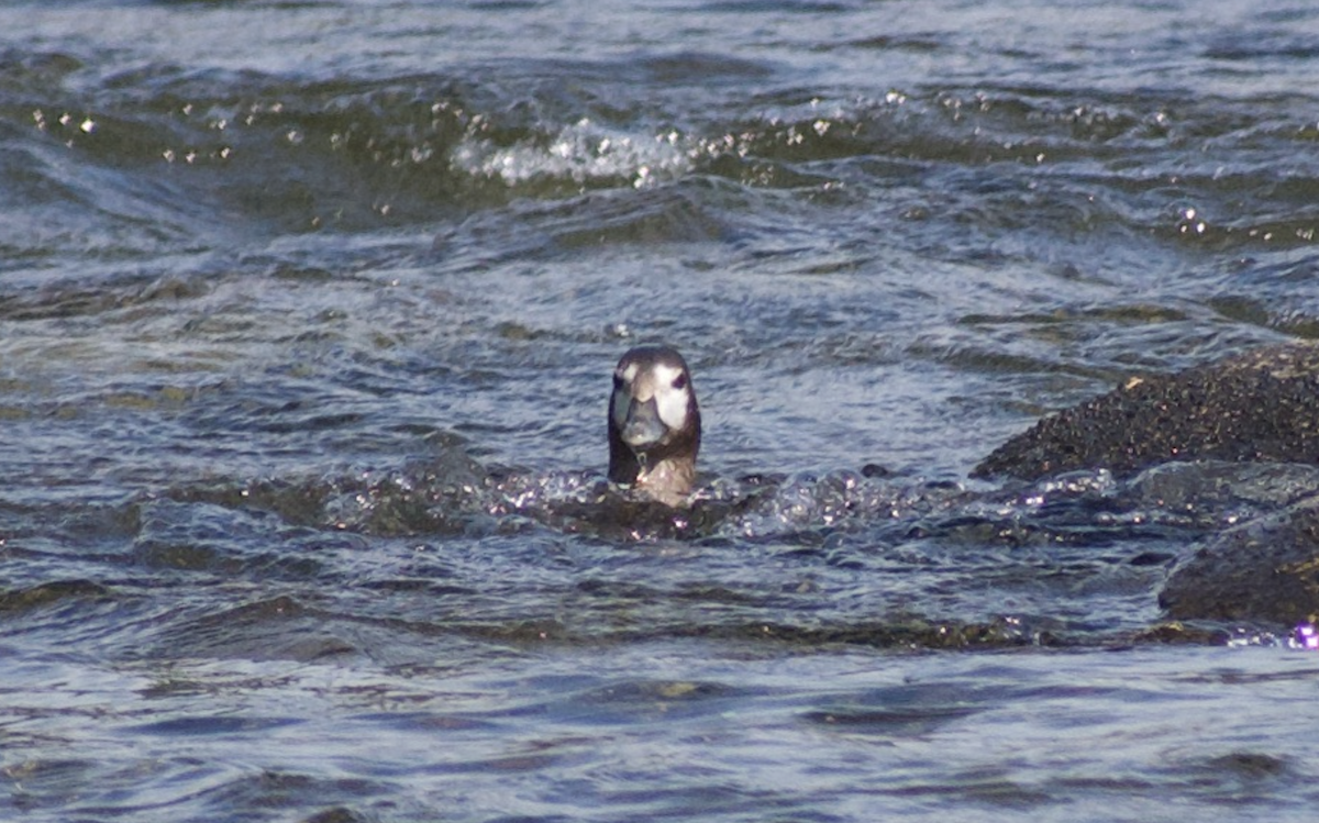 Harlequin Duck - ML611712398