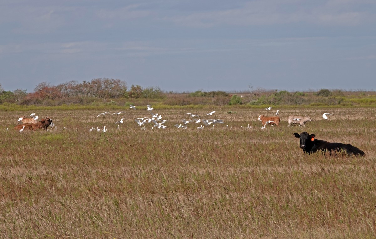 Western Cattle Egret - ML611712410