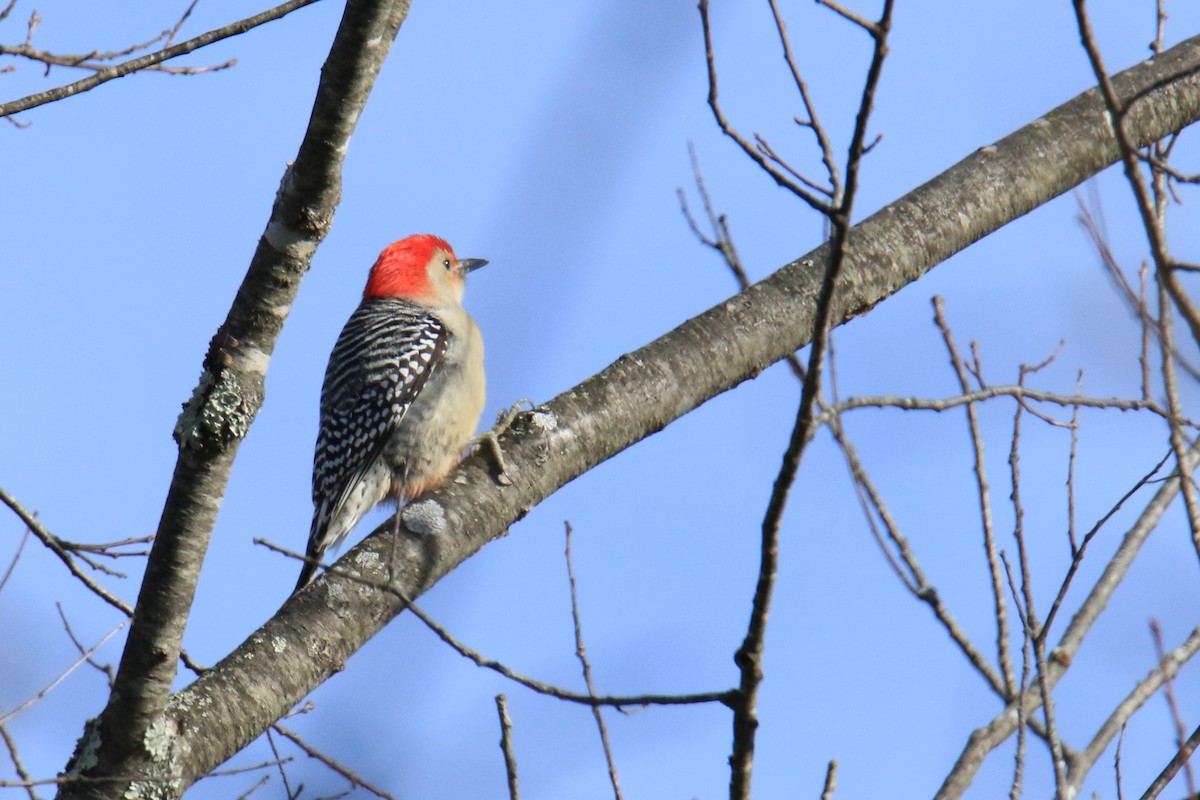 Red-bellied Woodpecker - Linda Miller