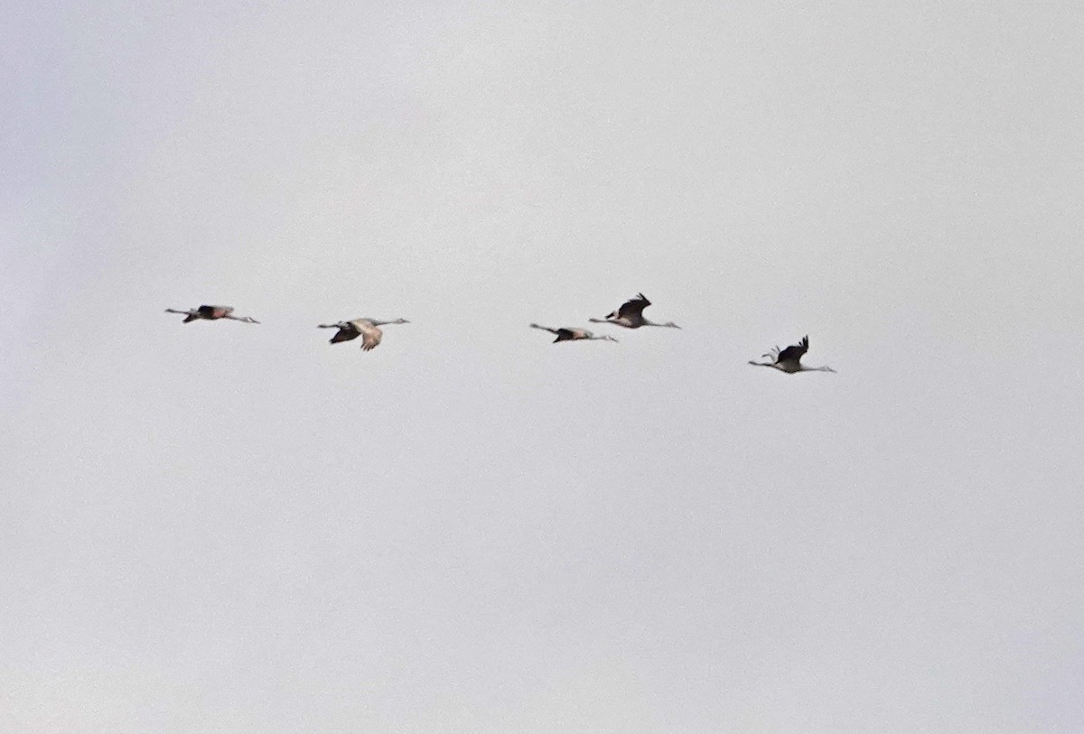 Sandhill Crane - ML611712498