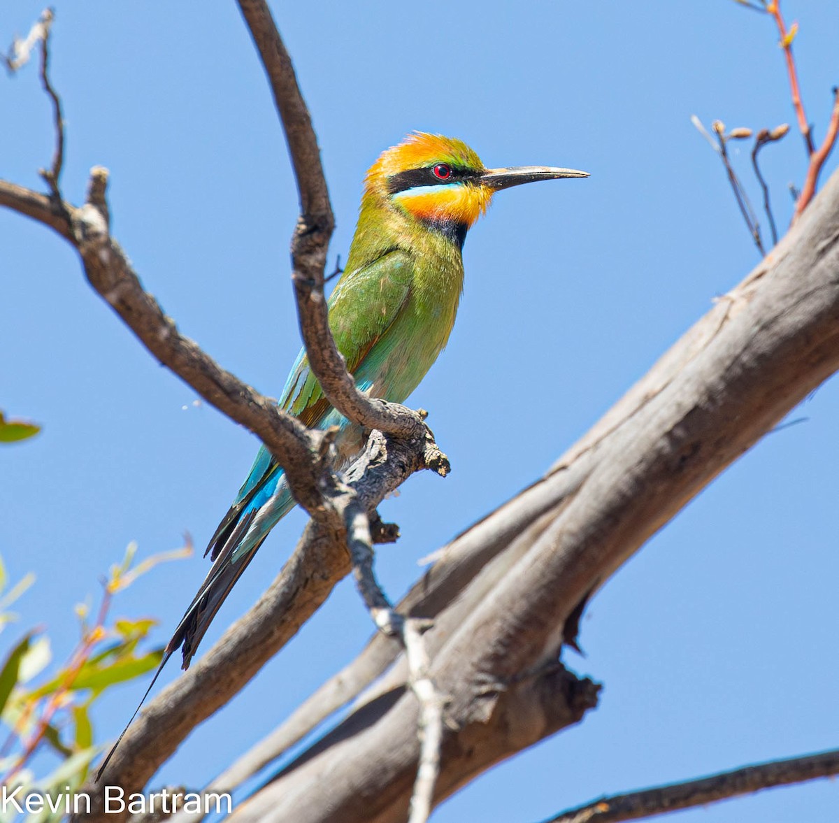 Rainbow Bee-eater - ML611712538