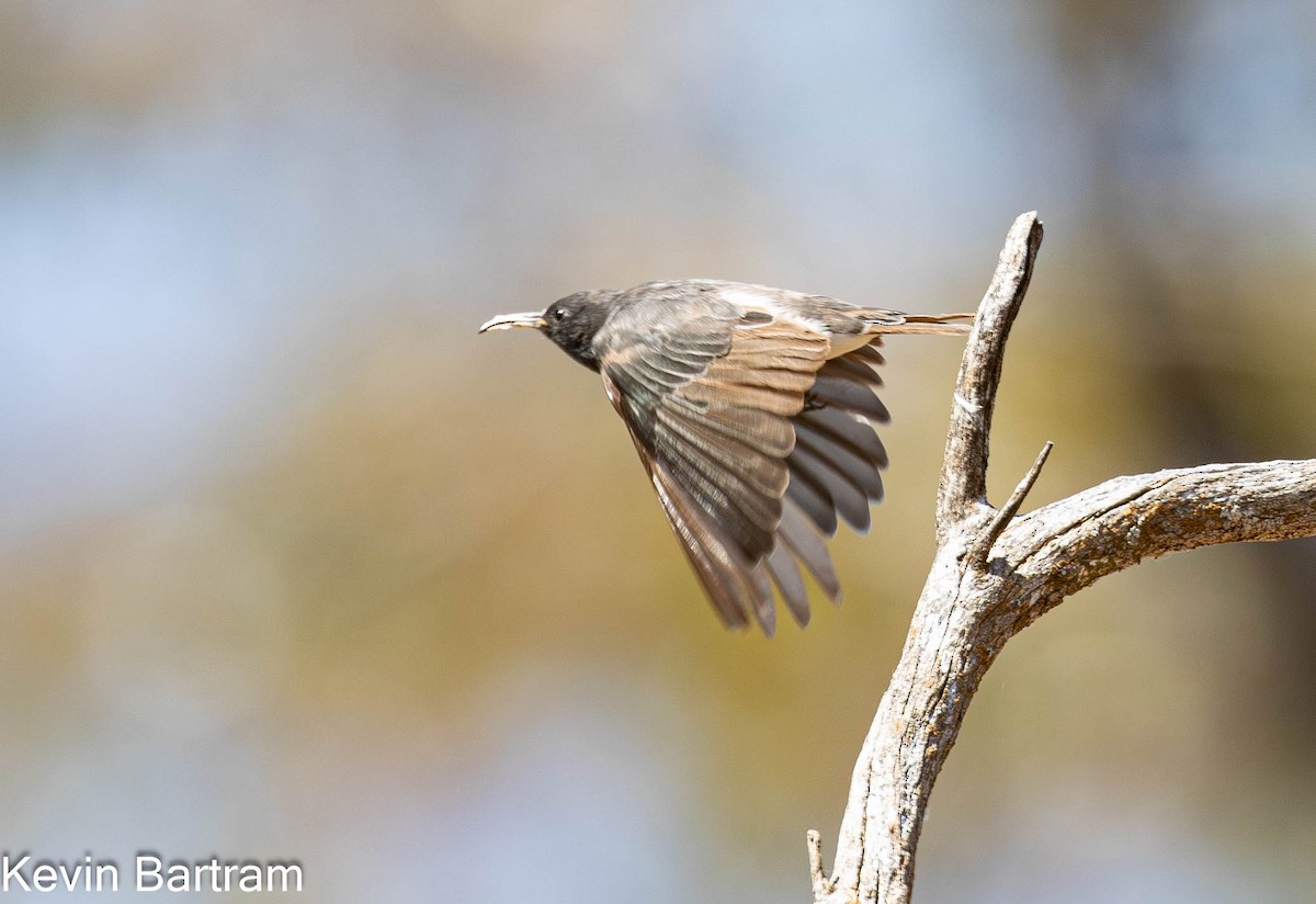 Black Honeyeater - ML611712543