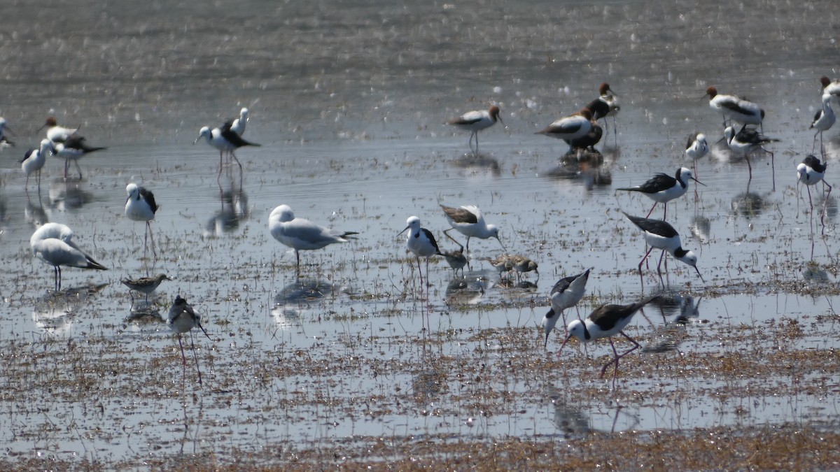 Banded Stilt - ML611712565