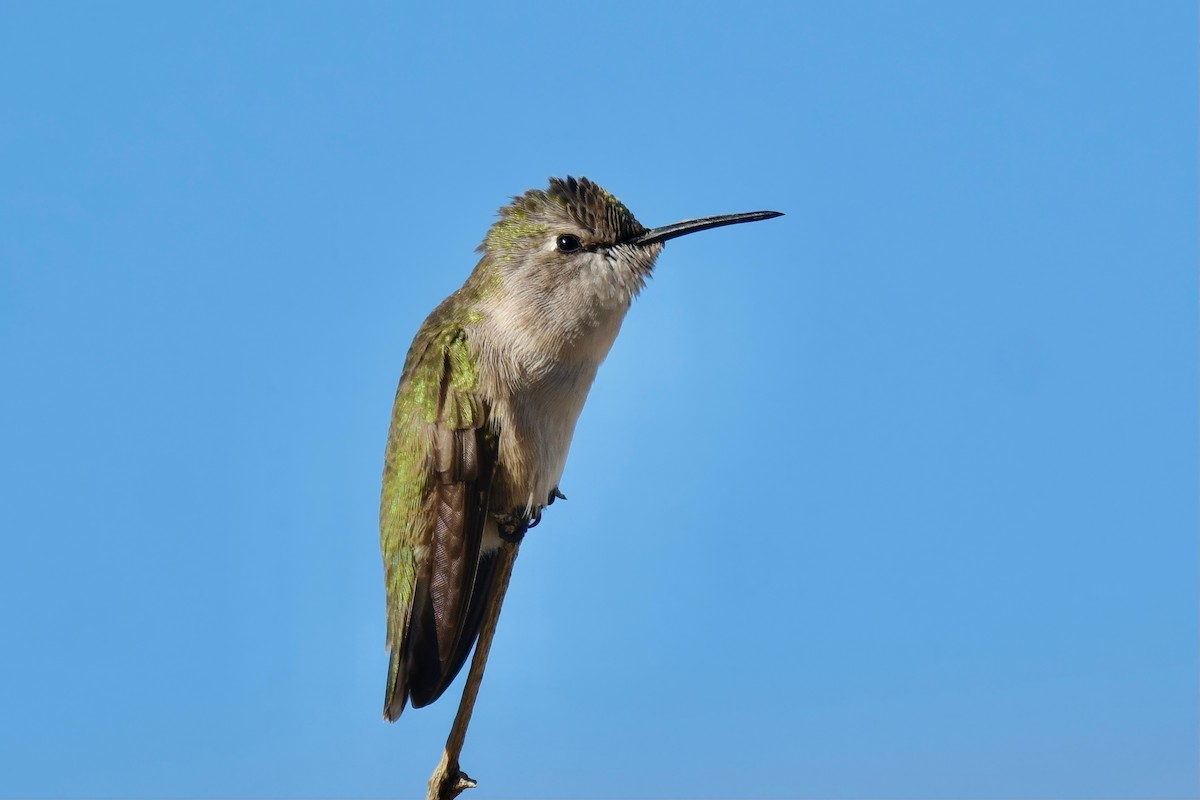 Costa's Hummingbird - ML611712617