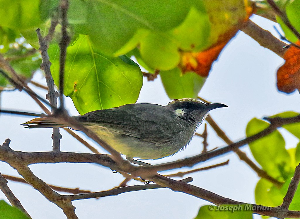 Olive Honeyeater - ML611712620