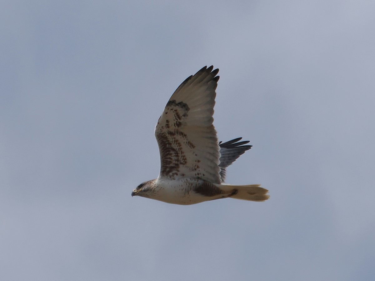 Ferruginous Hawk - ML611712686