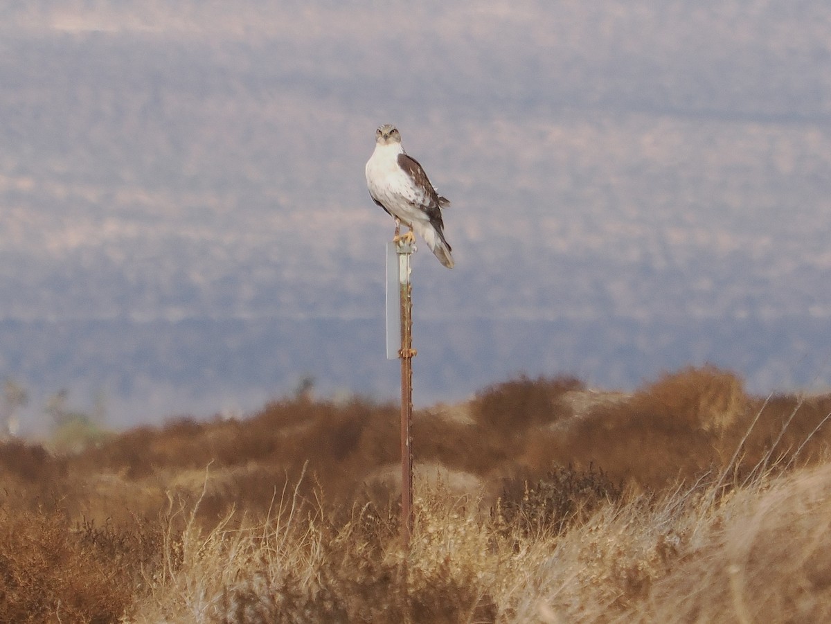 Ferruginous Hawk - ML611712687