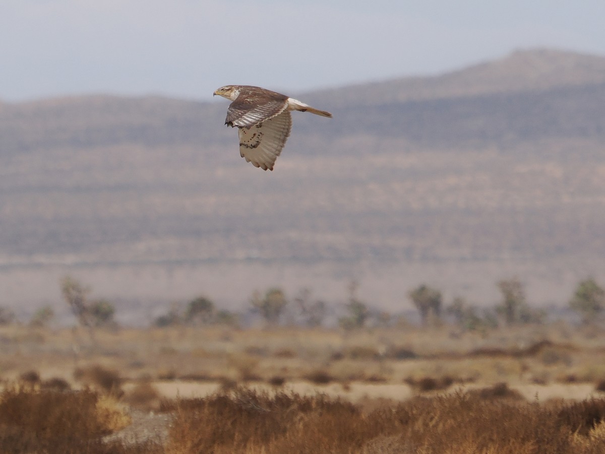 Ferruginous Hawk - ML611712688
