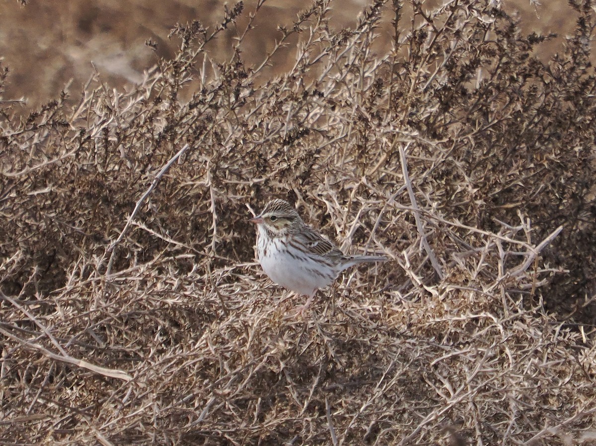 Savannah Sparrow - ML611712742