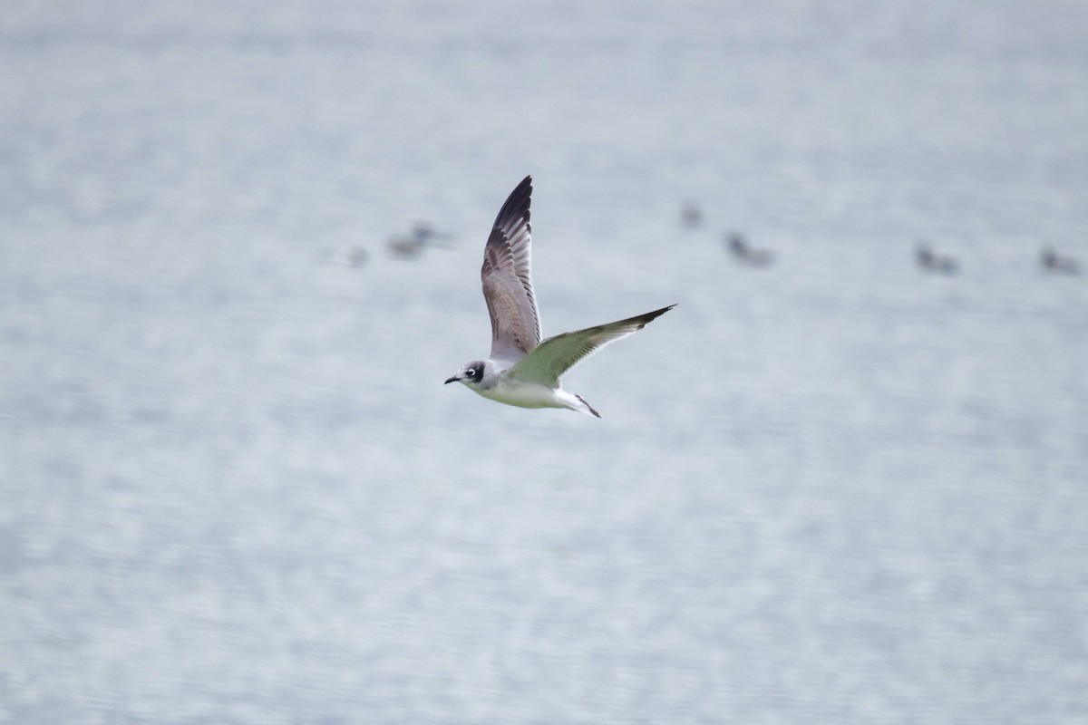 Franklin's Gull - ML611712763