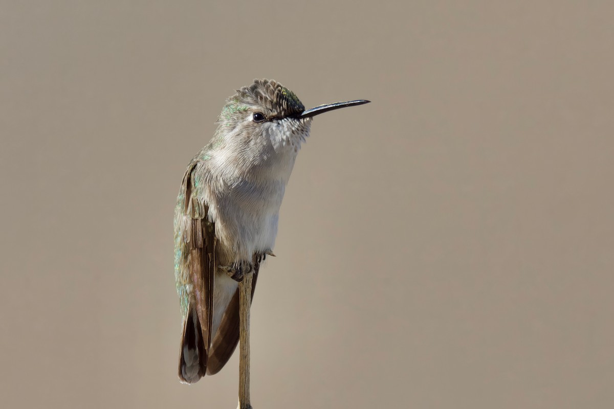 Costa's Hummingbird - ML611712768