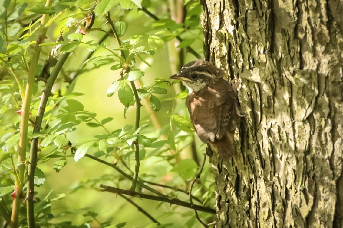 Carolina Wren - ML611712880