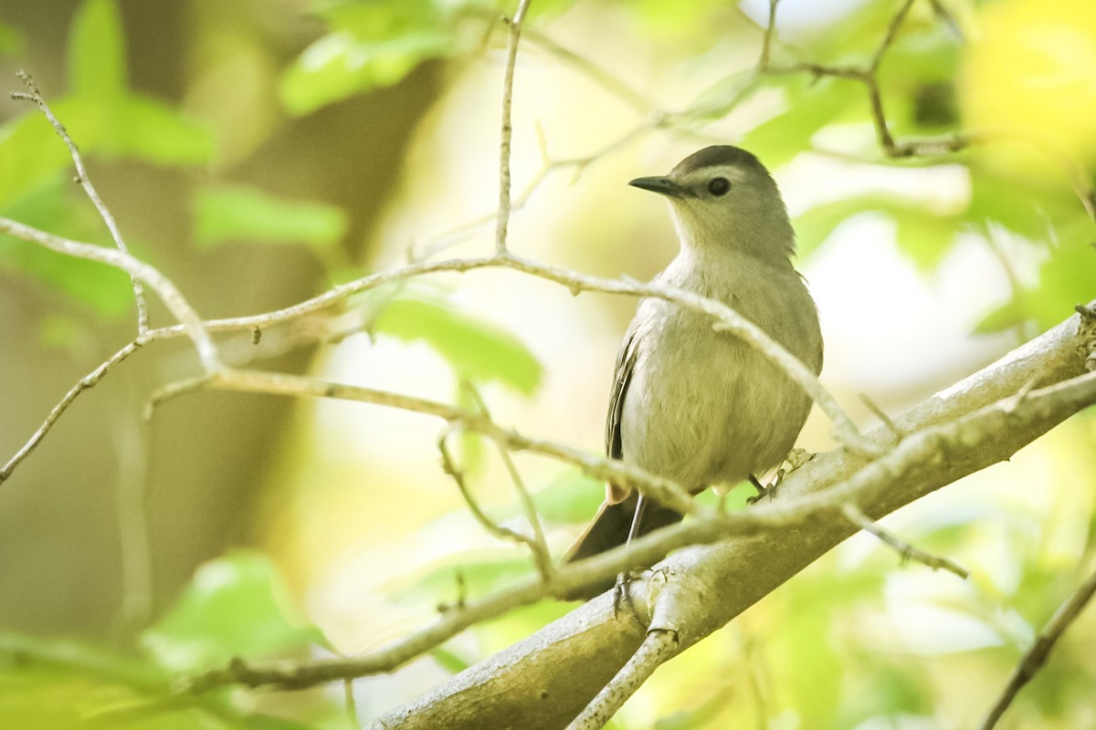 Gray Catbird - ML611712885