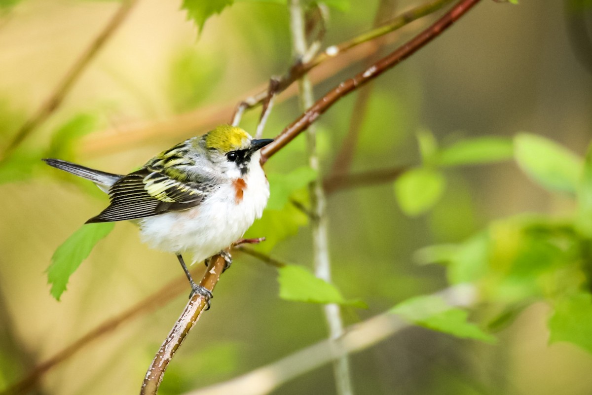 Chestnut-sided Warbler - Steven Klingler