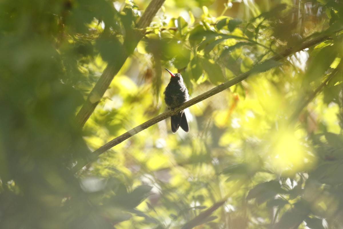 Broad-billed Hummingbird - ML611712909