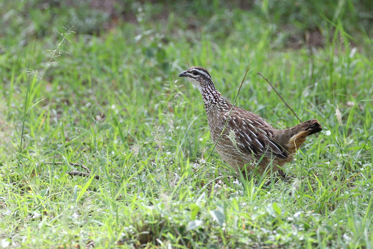 Crested Francolin - ML611712923