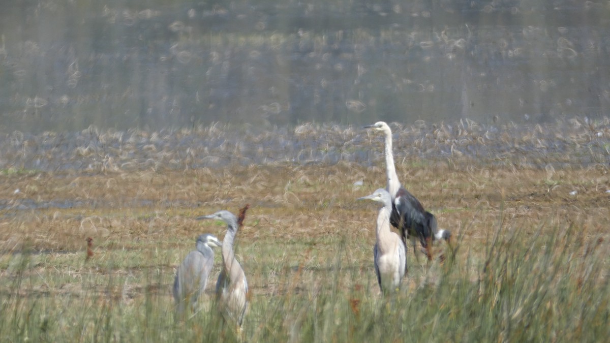 White-faced Heron - ML611712984