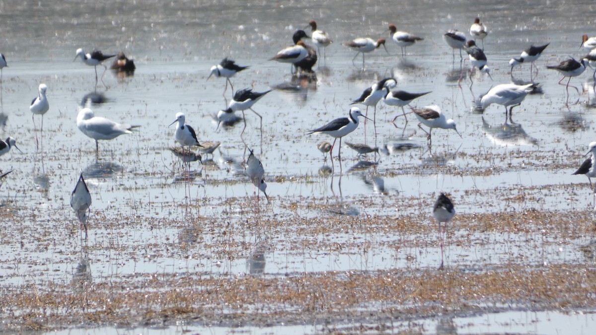 Sharp-tailed Sandpiper - ML611713082