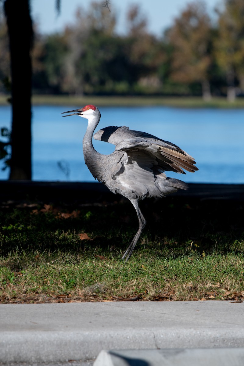 Grulla Canadiense - ML611713092