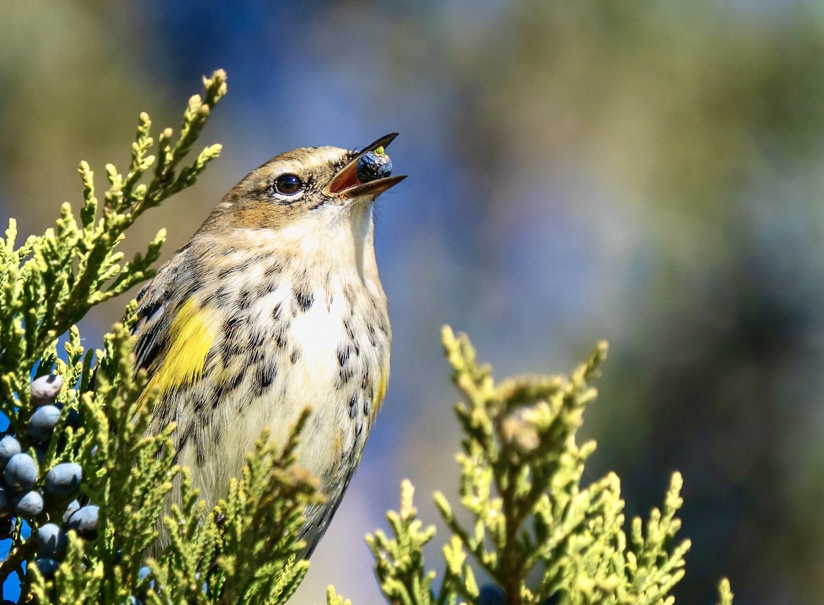 Yellow-rumped Warbler - ML611713111