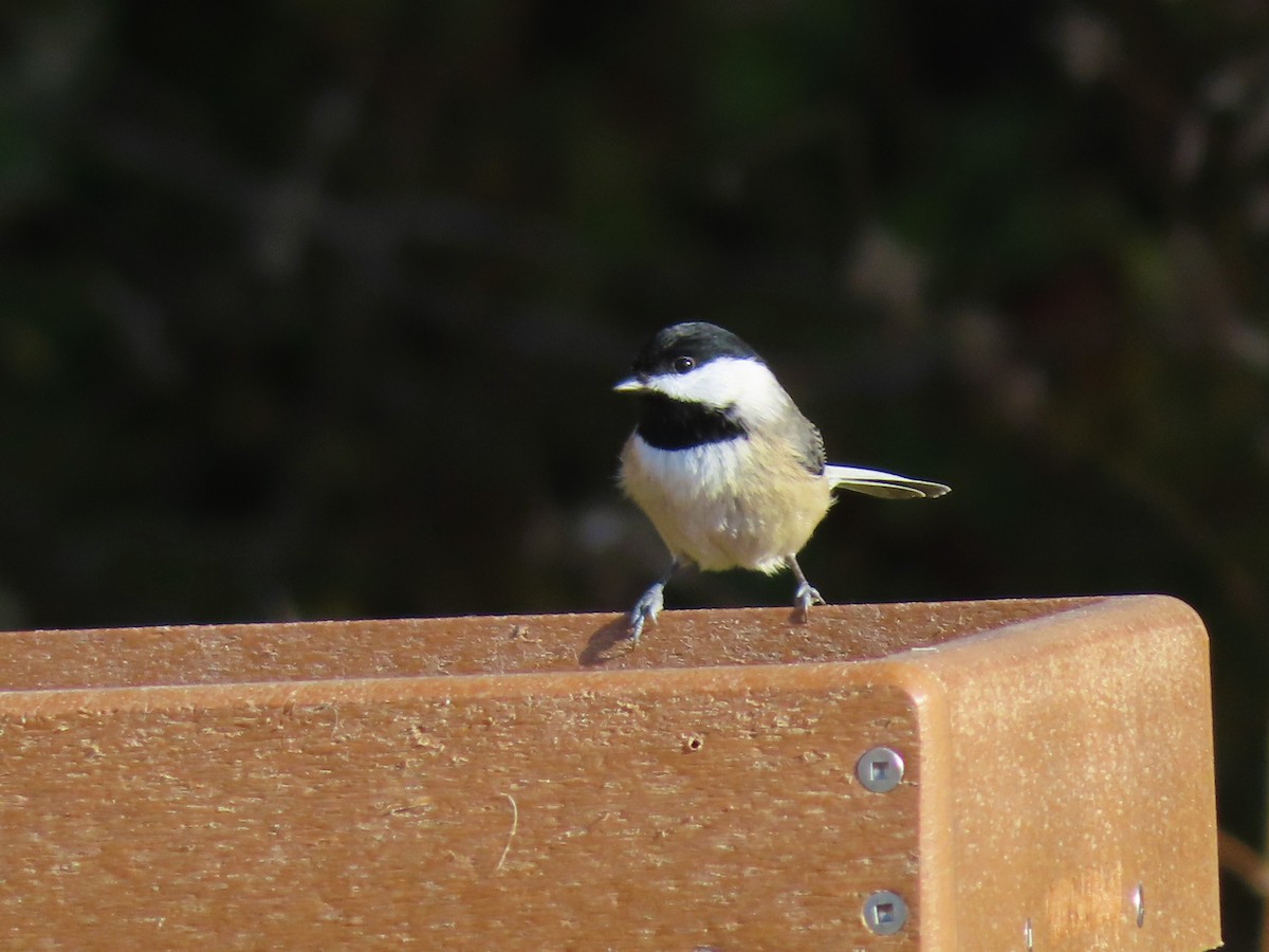 Carolina Chickadee - Shane Patterson