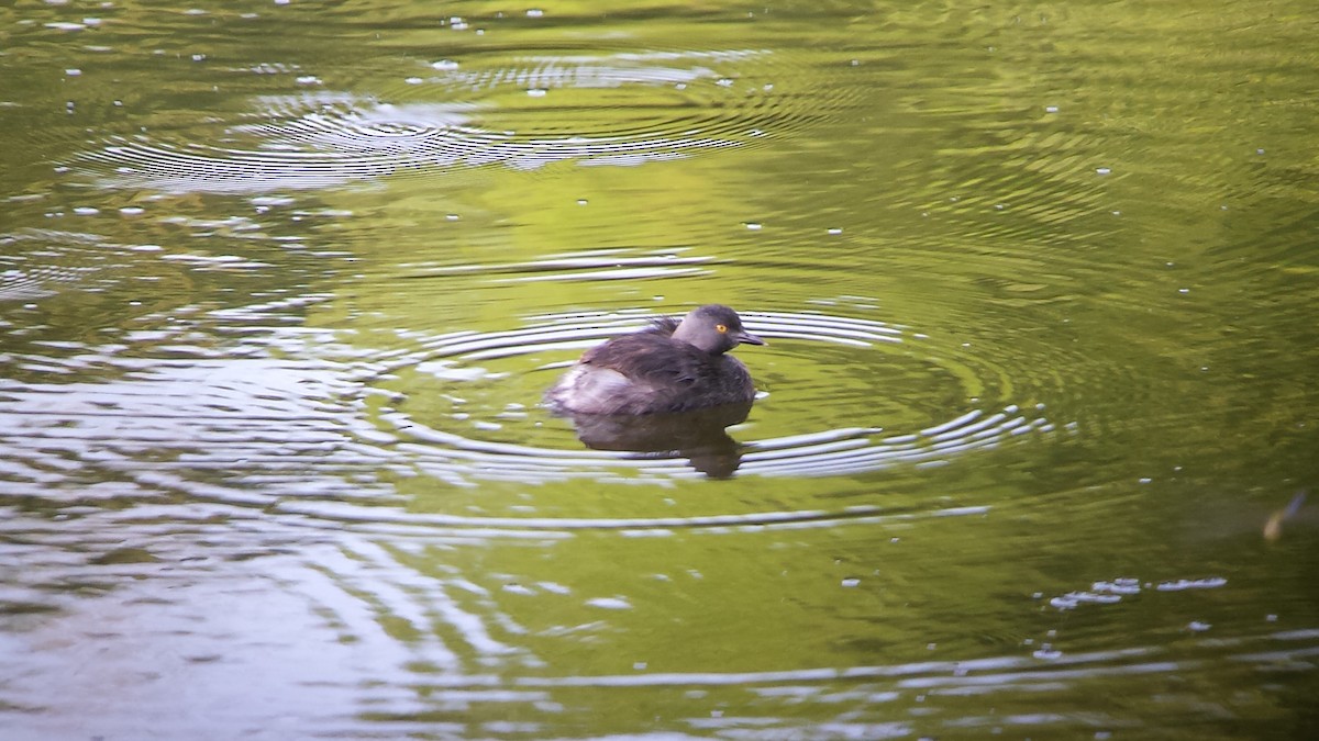 Least Grebe - Jay VanderGaast