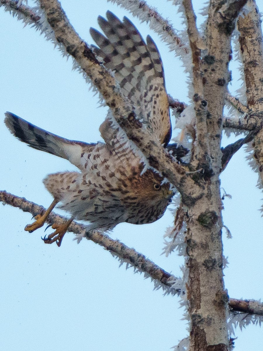 Cooper's Hawk - ML611713350