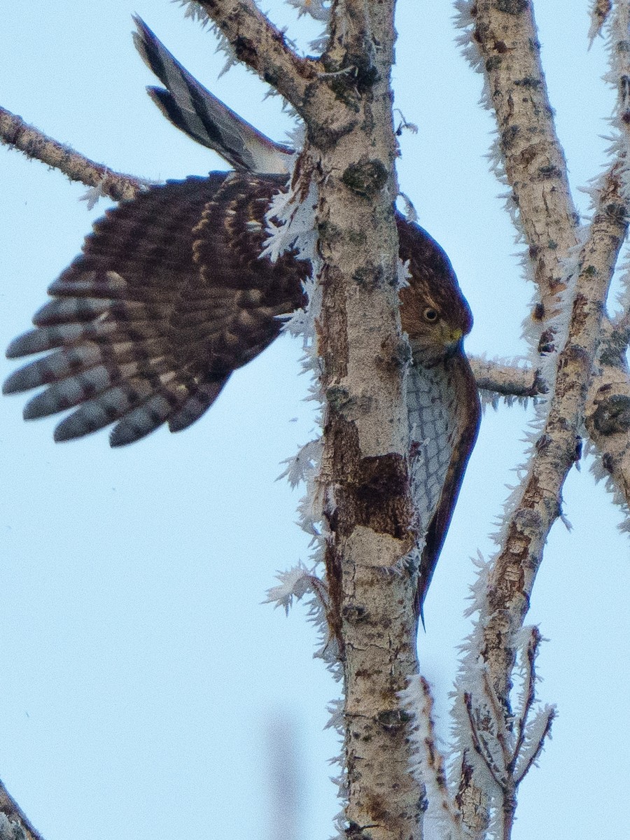 Cooper's Hawk - ML611713351