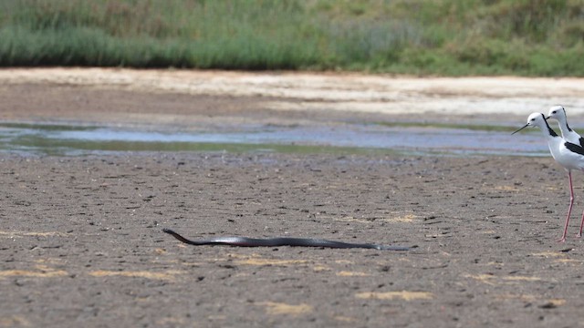 Échasse d'Australie - ML611713435