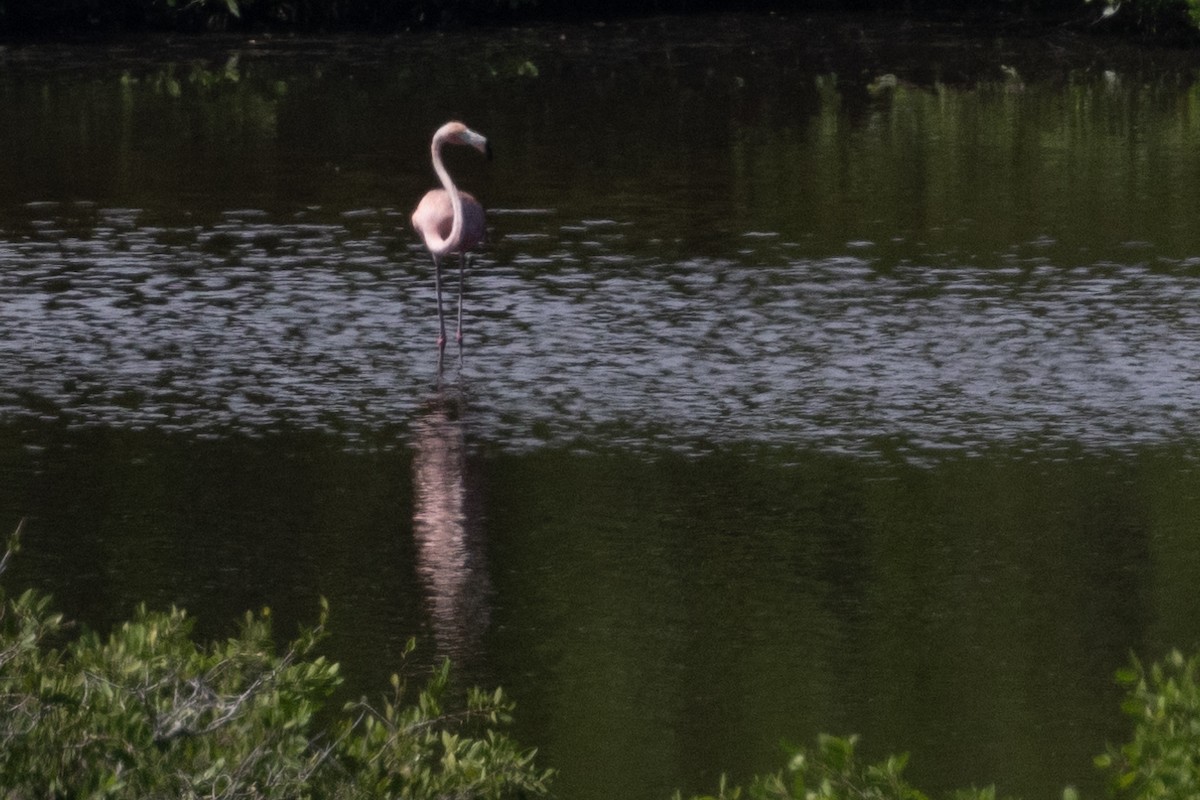 American Flamingo - Ted Keyel