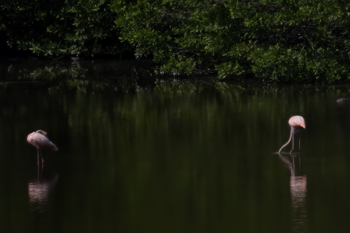 American Flamingo - ML611713475