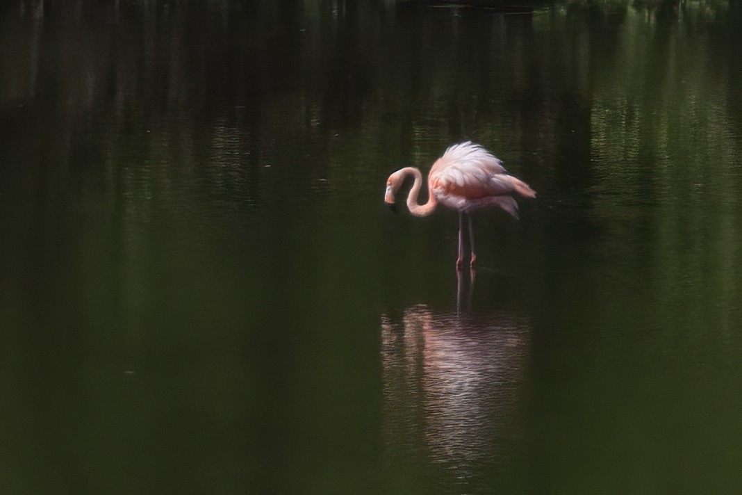 American Flamingo - ML611713477