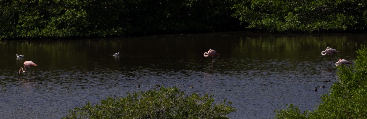 American Flamingo - ML611713480