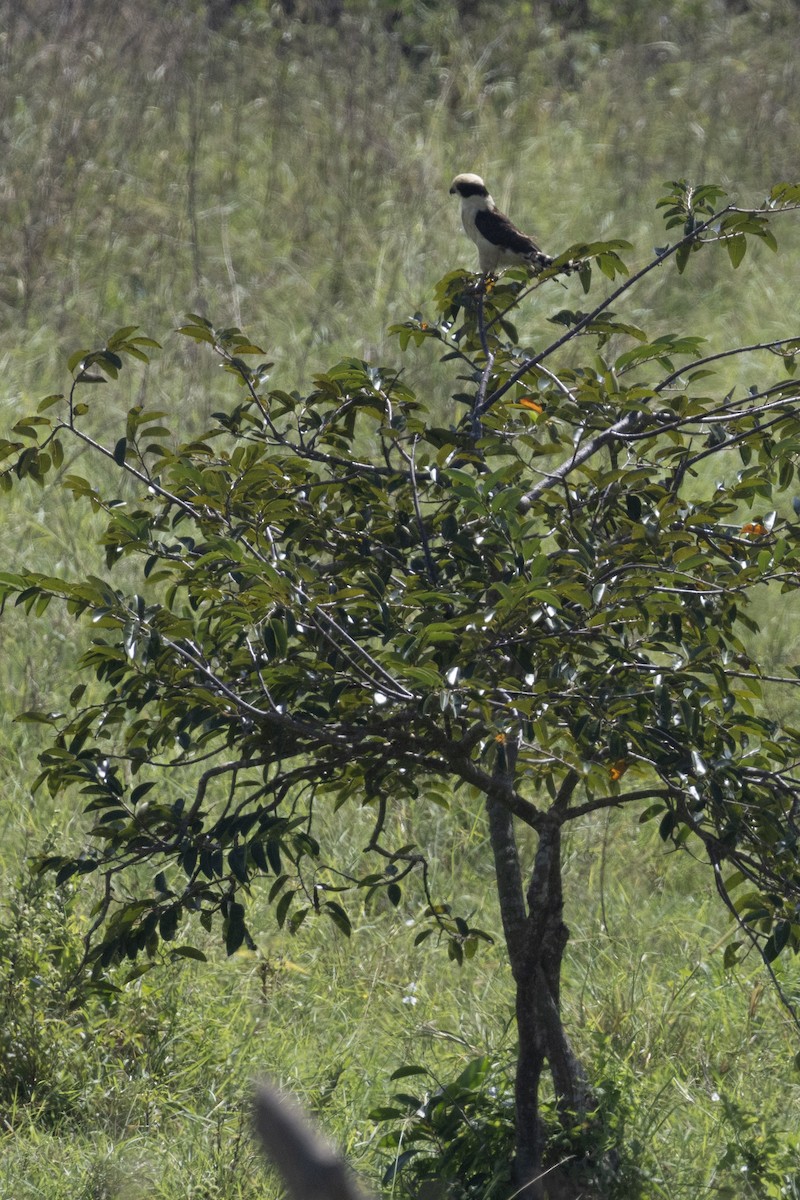 Laughing Falcon - ML611713502