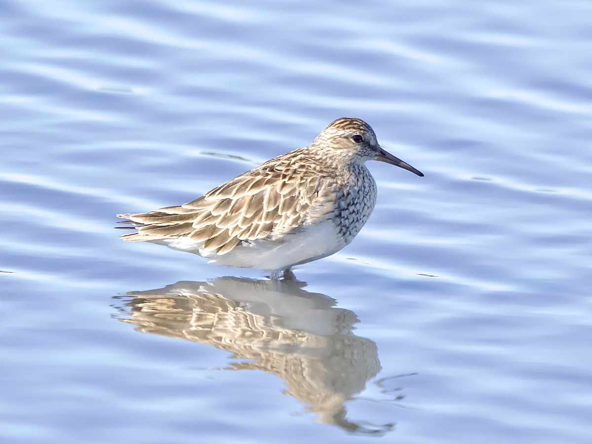 Pectoral Sandpiper - Allan Johns