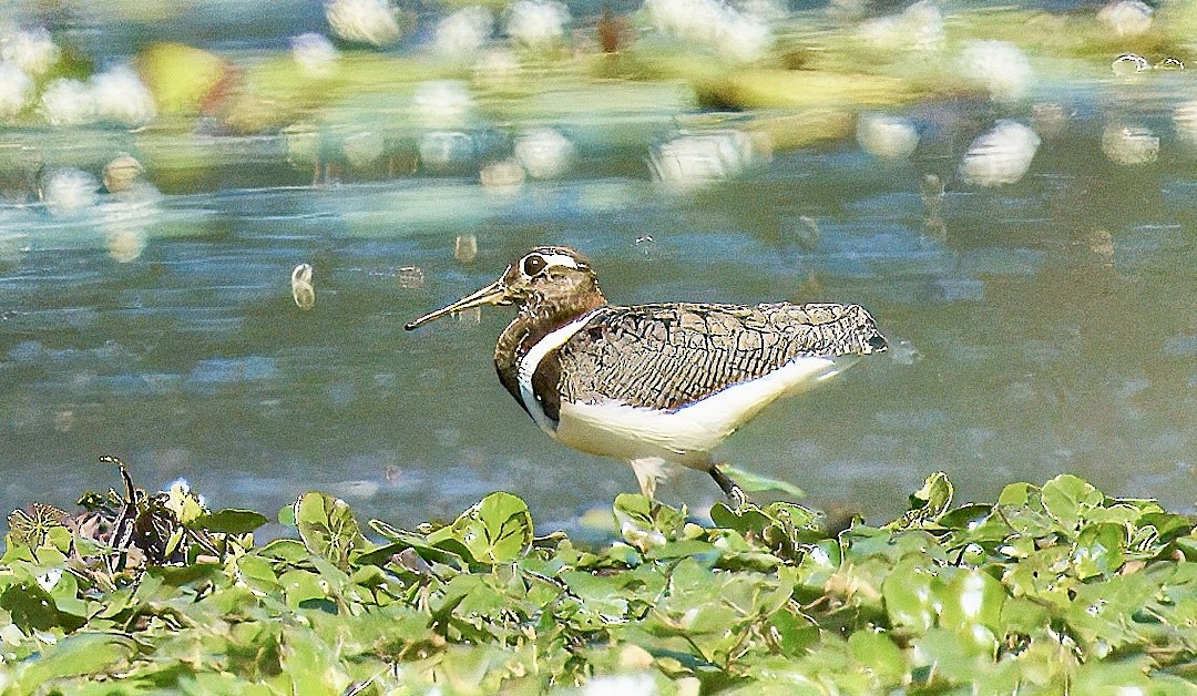 Australian Painted-Snipe - ML611713622