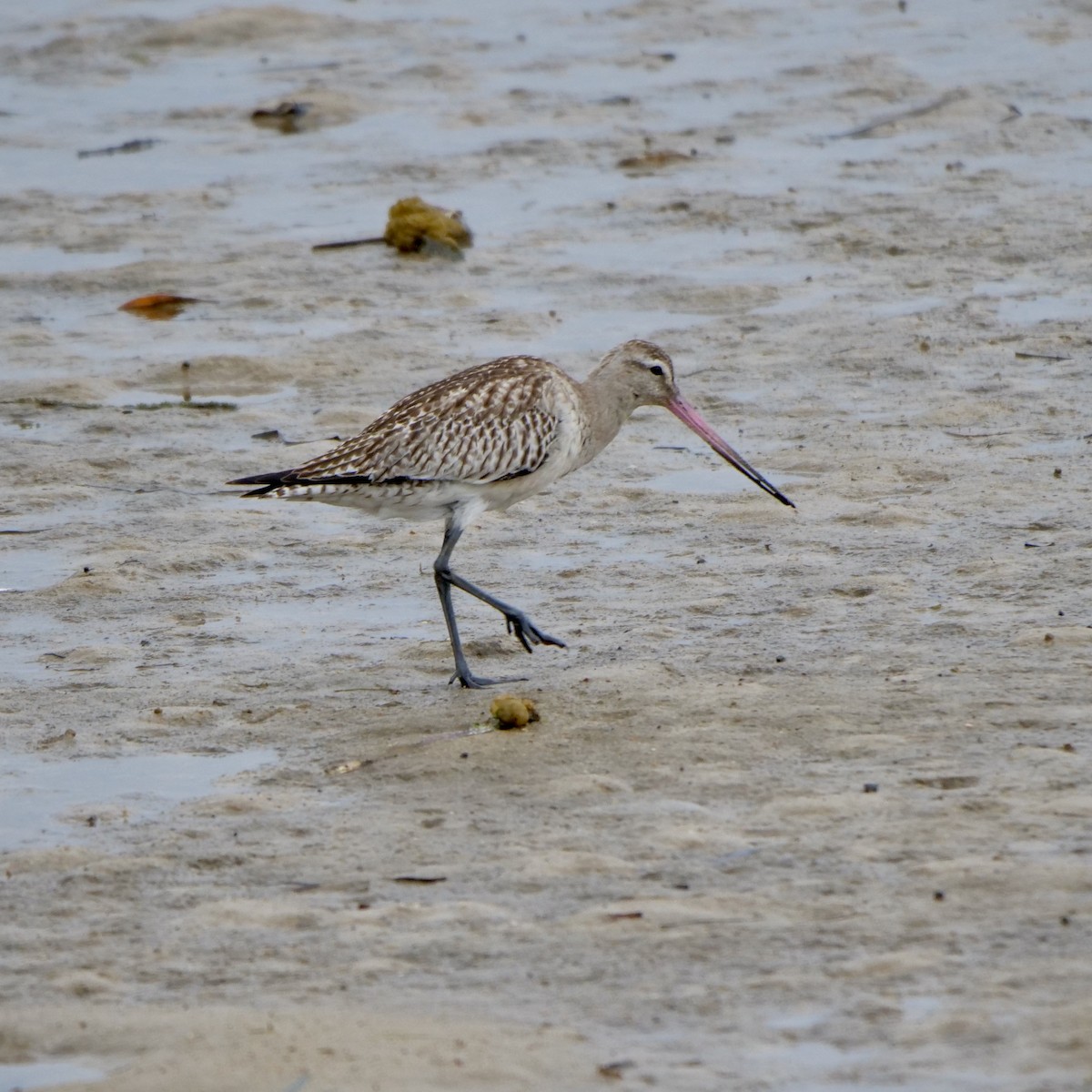 Bar-tailed Godwit - ML611713829