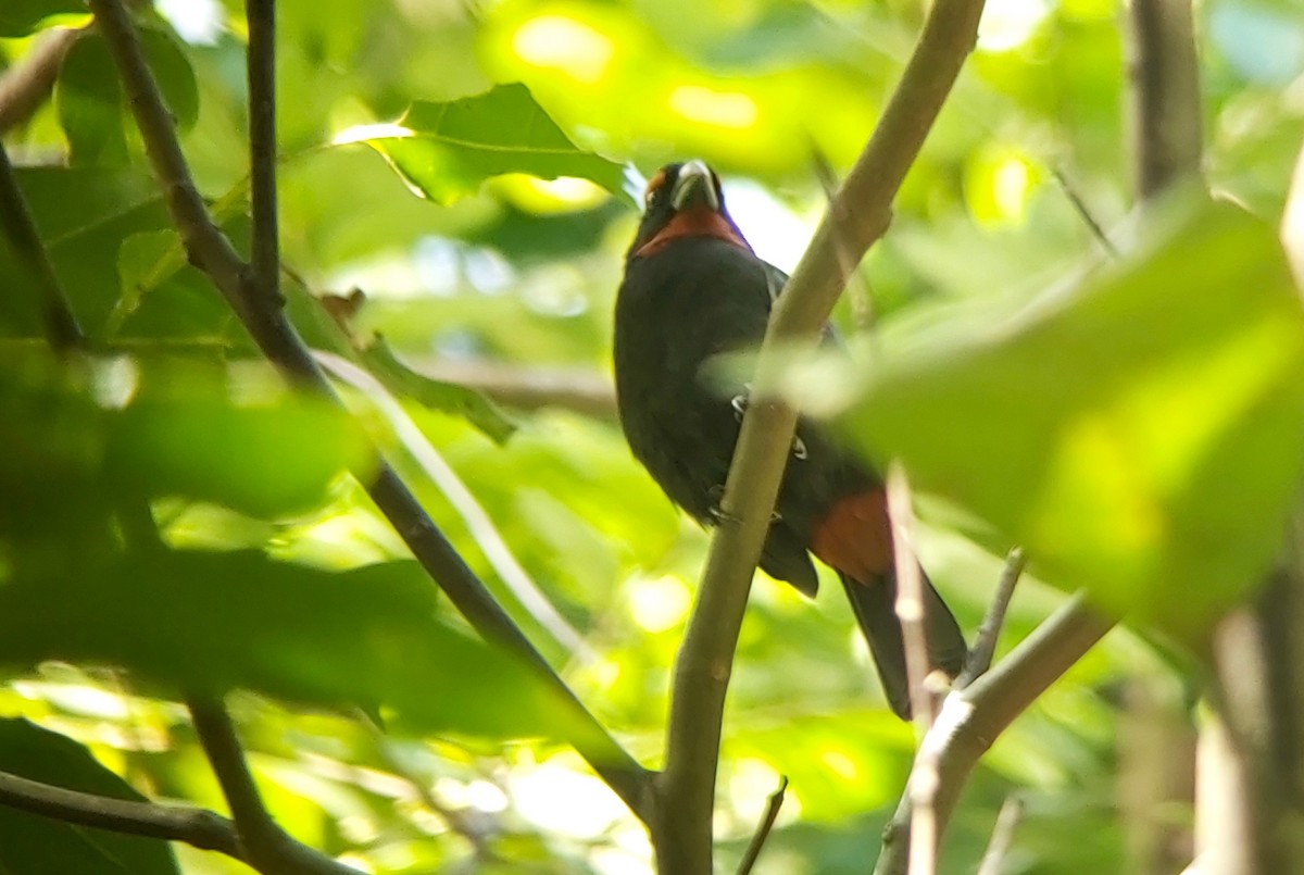 Greater Antillean Bullfinch - ML611713849