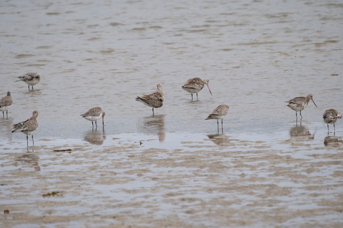 Bar-tailed Godwit - ML611713864