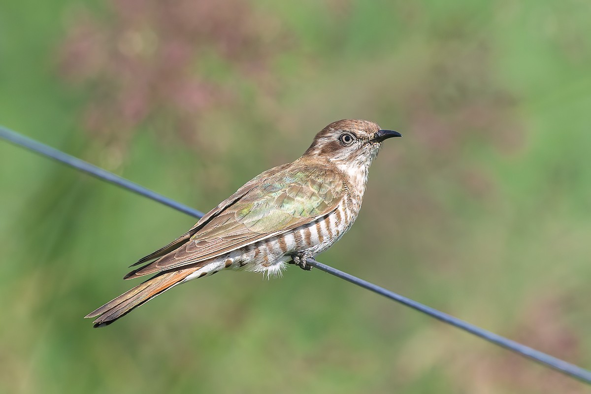 Horsfield's Bronze-Cuckoo - ML611713948