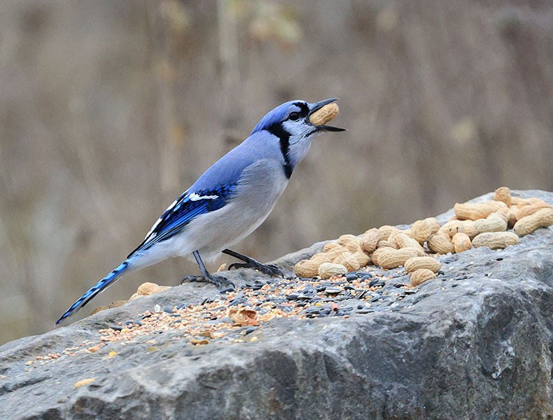 Blue Jay - ML611713985