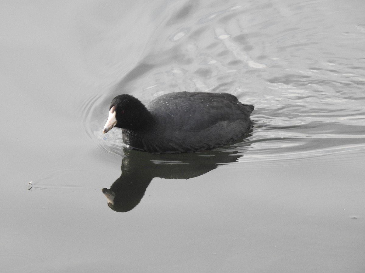 American Coot - Victoria Vosburg